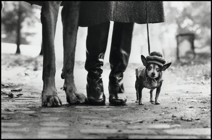 A small chihuahua alongside someone in rainboots and the feet of a very large dog.
