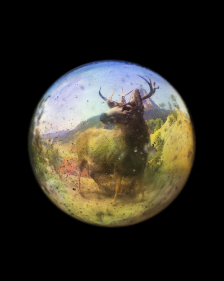 A deer as seen through a dirty fisheye lens. 