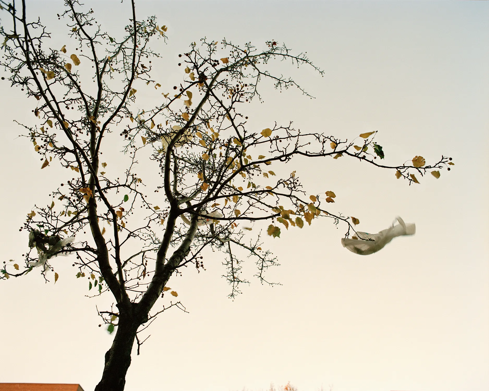 A photo of a tree.
