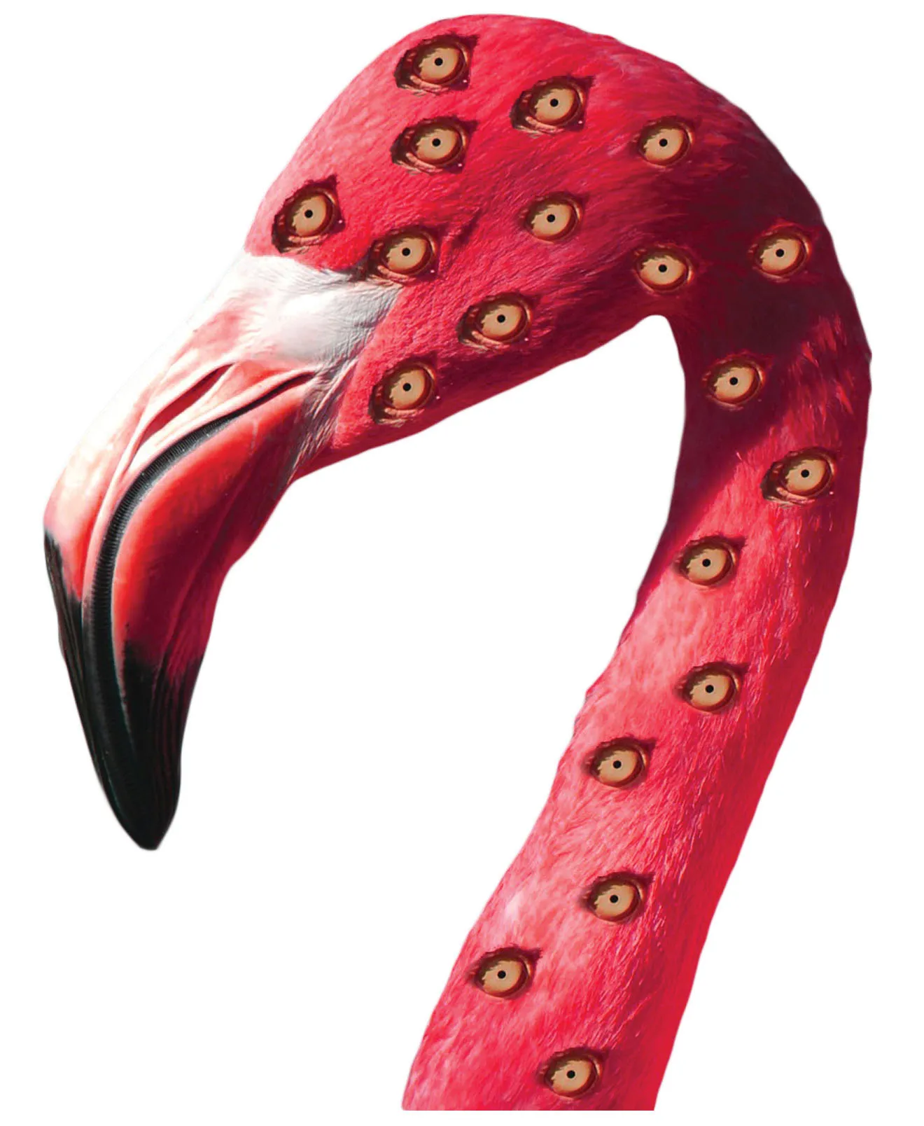Flamingo_Evan Cisneros_web.jpg 