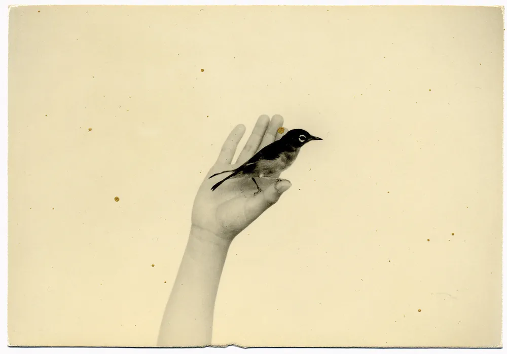 Masao Yamamoto Tori signed | eBay - アート・デザイン・音楽