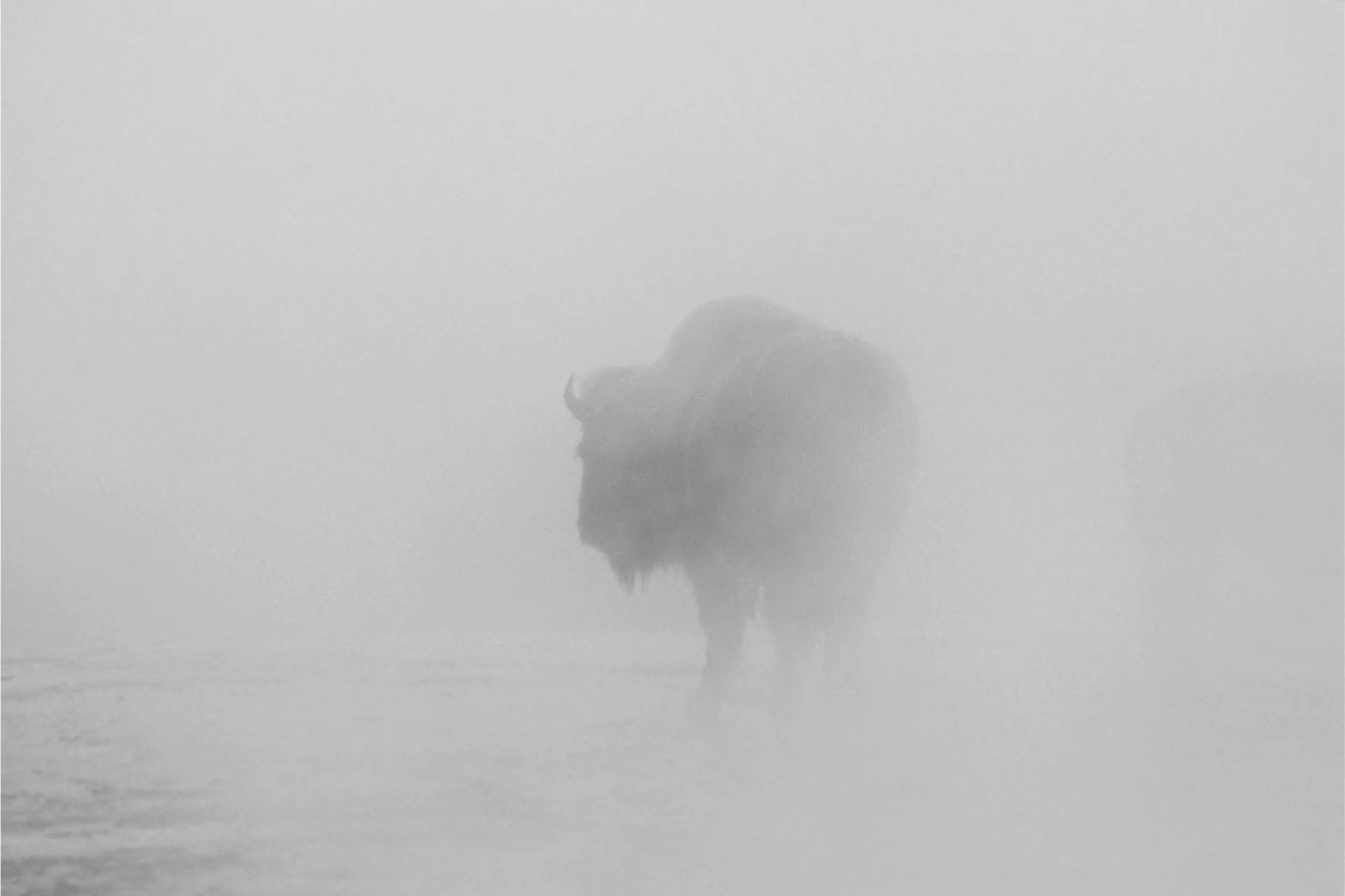 A animal in the mist.