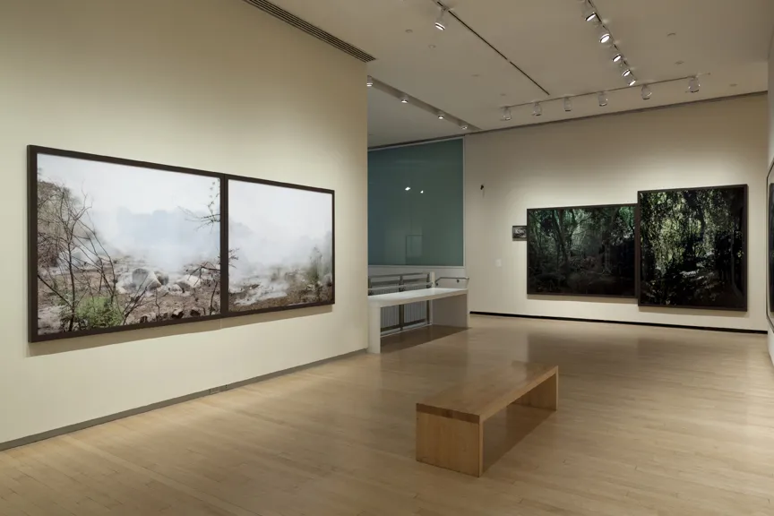 An exhibition of forest landscapes.