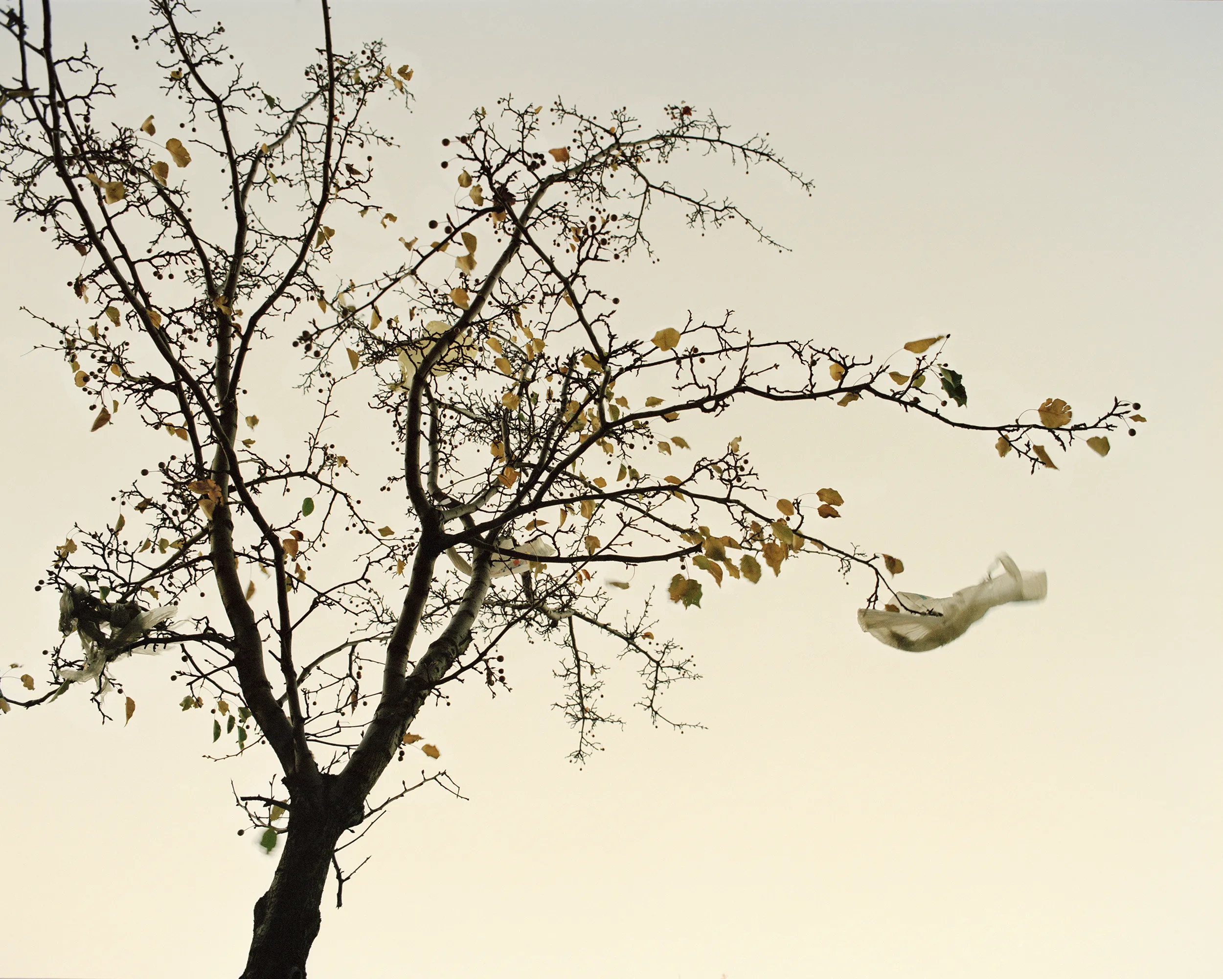 A tree in autumn as seen from below, a few plastic bags caught in its limbs. 