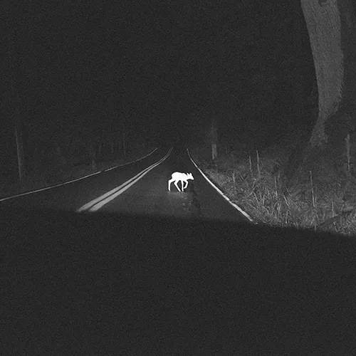 Deer in headlights