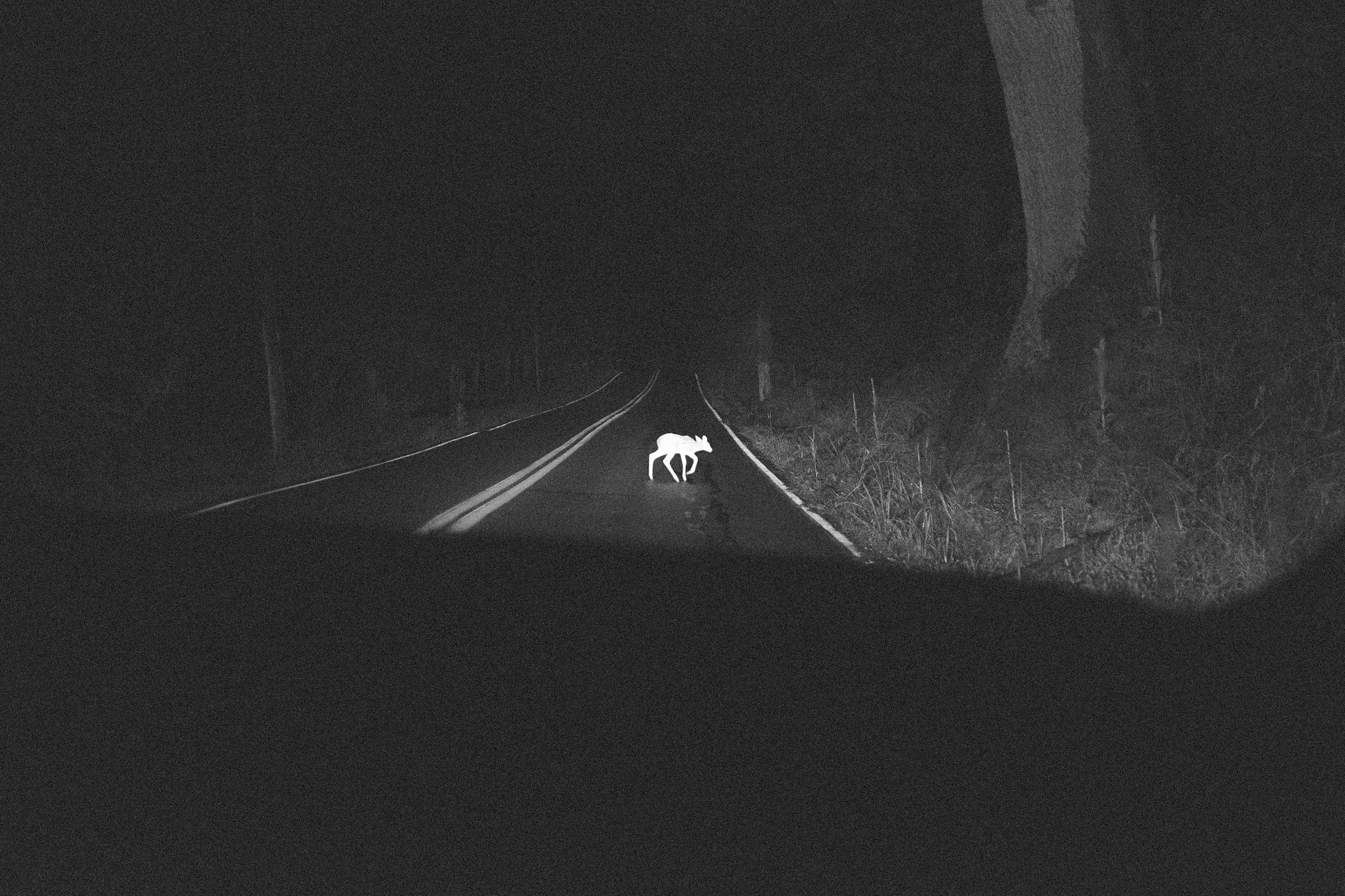Deer in headlights