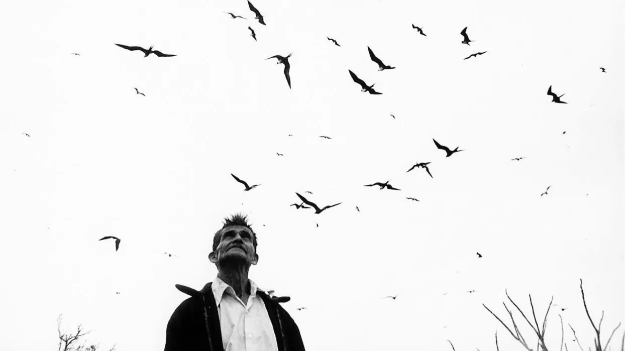 A man looking at birds.