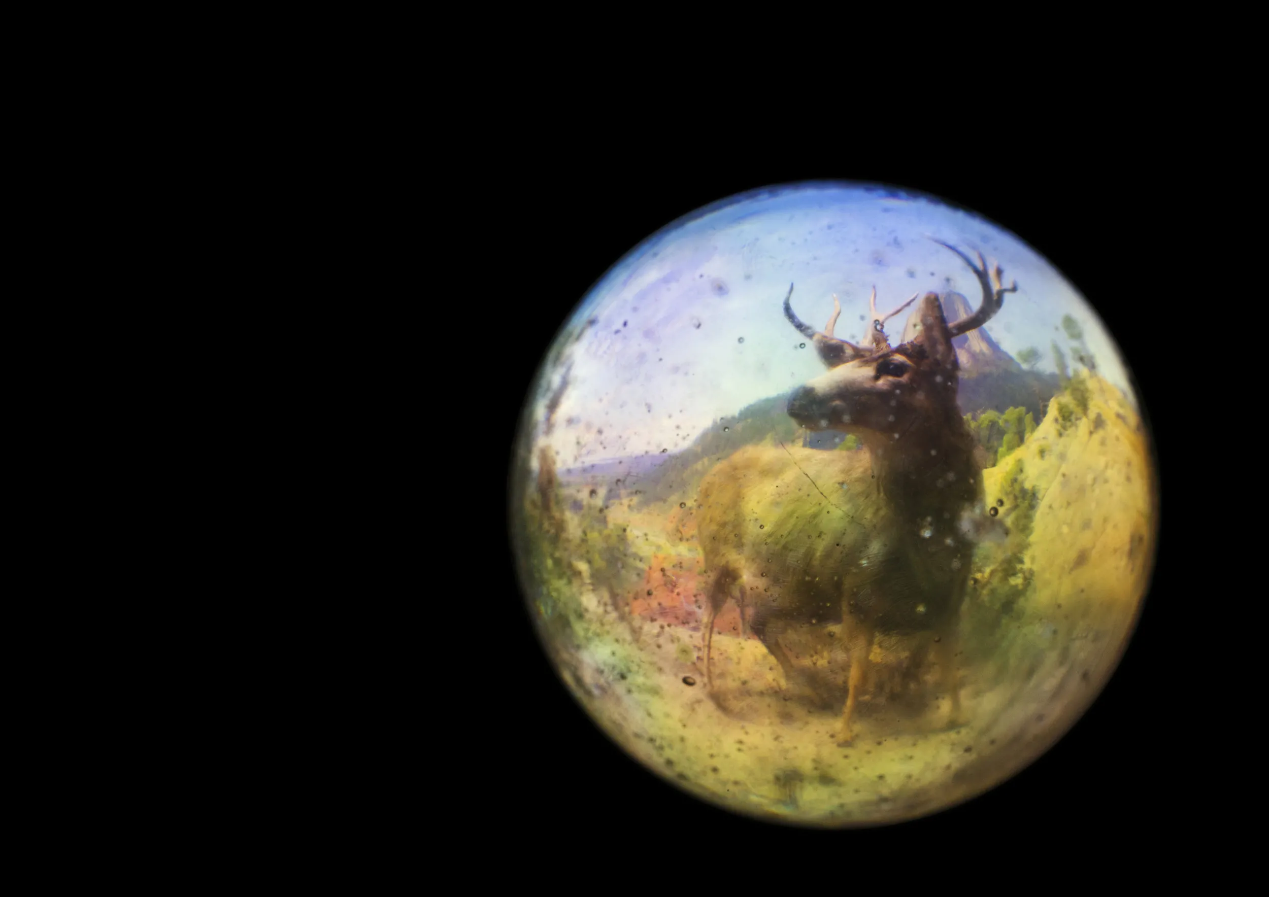 A deer as seen through a dirty fisheye lens. 