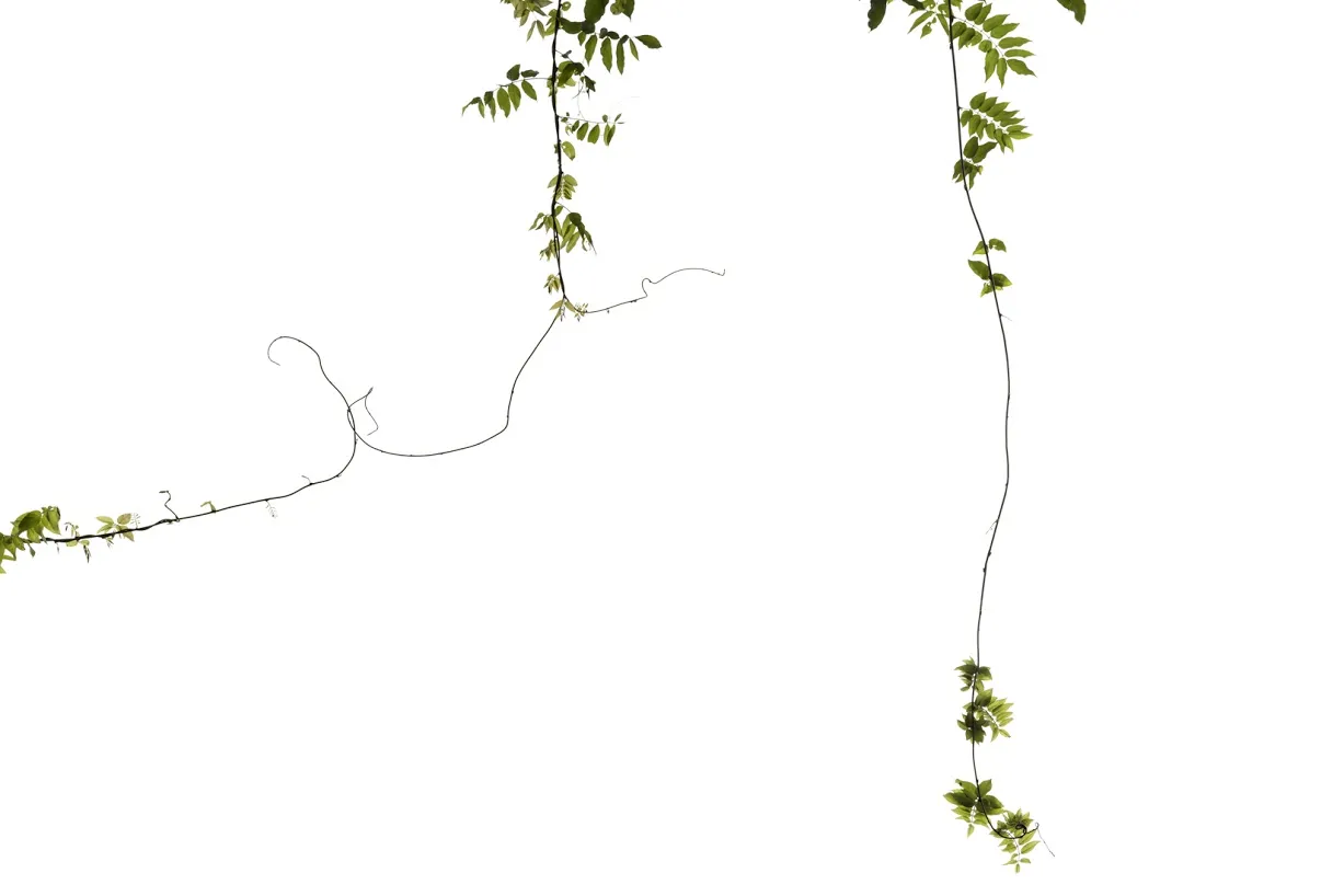 A picture of vines with leafs.