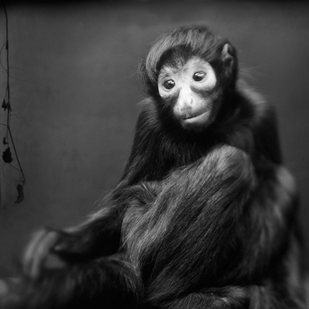 Image of a spider monkey from the series "Behind Glass" by Anne Berry.